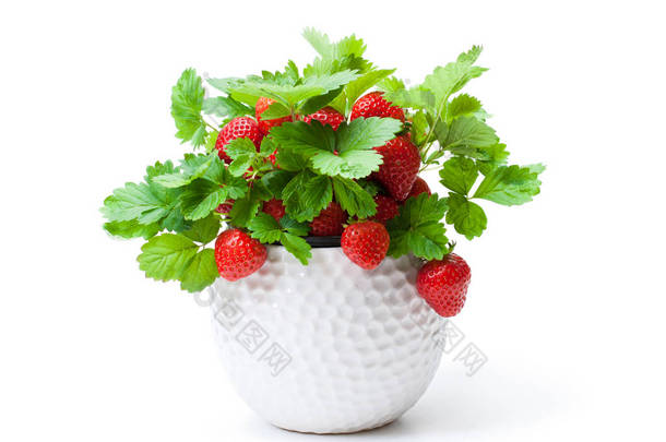 草莓植物与浆果在小壶孤立的白色。c