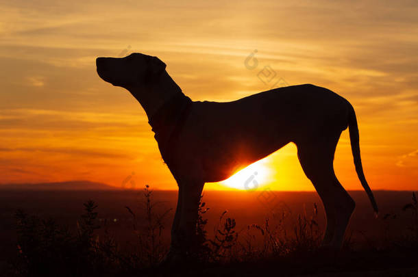伟大的丹狗小狗剪影对一个美丽的日落