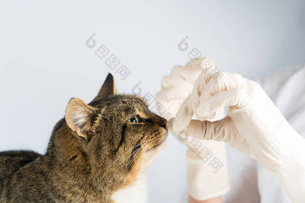 猫丸。生病的动物。兽医。药猫给猫一片药丸.