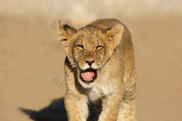 非洲<strong>小狮</strong>子幼崽 (panthera leo), karahari 沙漠, 南非