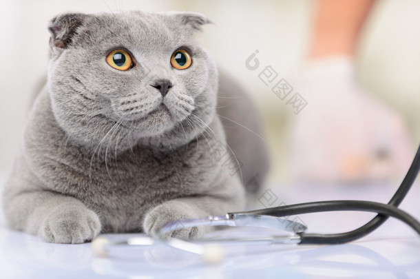 积极的兽医检查一只猫