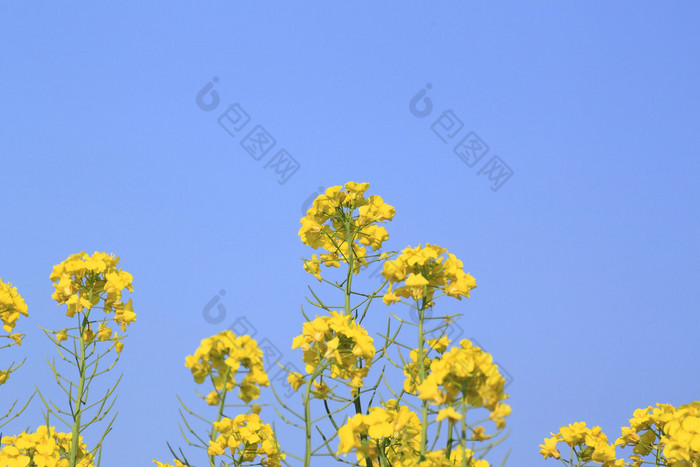 蓝蓝的天空和油菜田、 双低油菜作物