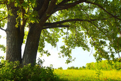 橡树与巨大树枝上夏季草甸在阳光灿烂的日子