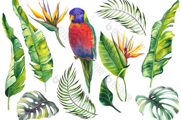 热带设置与鹦鹉鸟，香蕉叶，怪物叶和花朵。白色背景上的水彩.