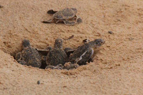 幼小的海龟孵化。1天大的海龟在Hikkaduwa的海龟养殖场，<strong>斯里兰卡</strong>旅游。木头小海龟