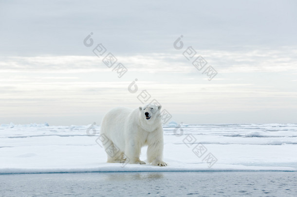 <strong>大</strong>北极熊在冰上