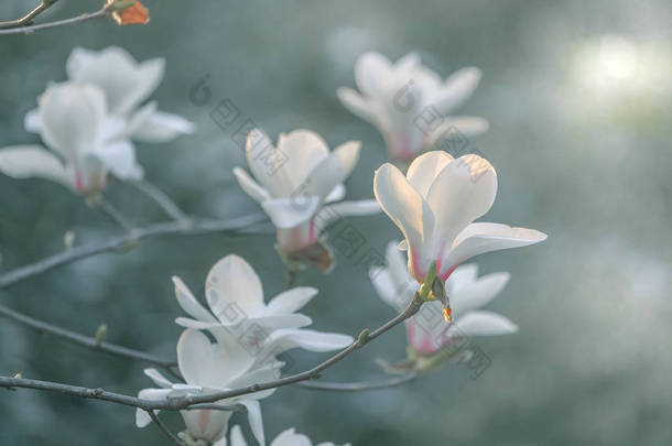 在花园里美丽的粉红色花