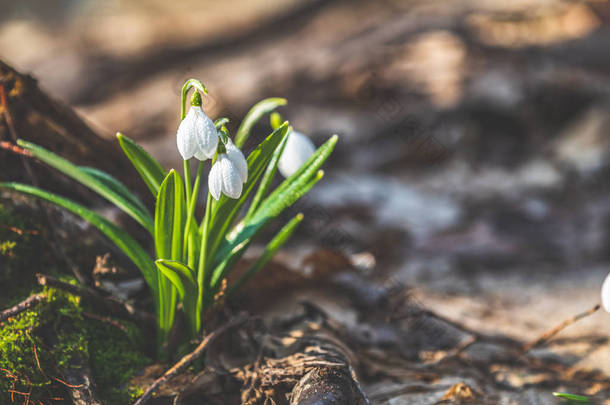 白色绽放雪莲折叠或 Galanthus plicatus