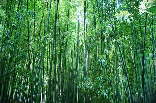 亚洲竹林