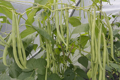绿色的成熟豆类植物 