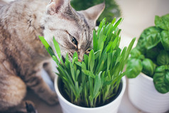 猫吃草。锅的绿草