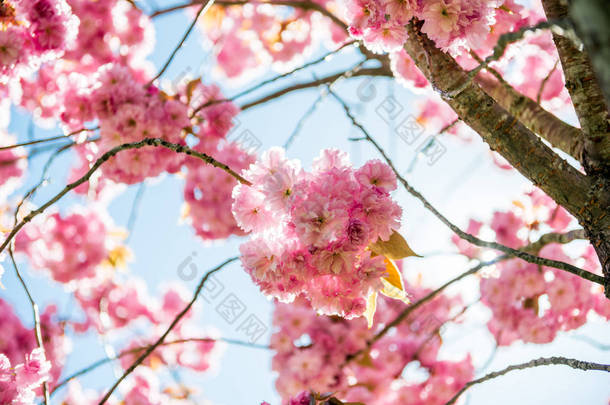 樱花树枝上粉红色花的低角观 