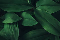 植物叶片背景的全帧图像 