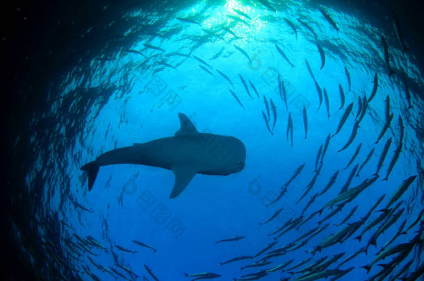 一群大<strong>白鲨</strong>的鱼 水下生活.