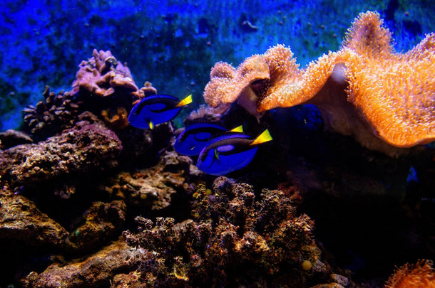 五颜六色的热带鱼和 coralls 水下在水族馆