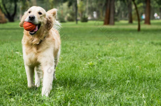有趣的金毛猎犬狗跑与球在<strong>绿色</strong>的草坪上