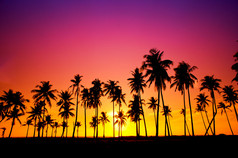 日落时的椰树剪影