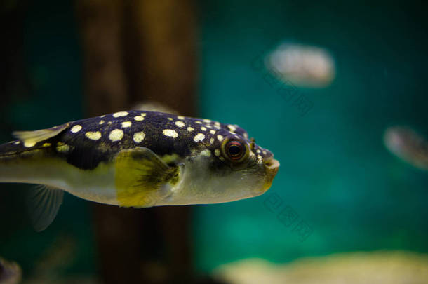 在水族馆的鱼的特写