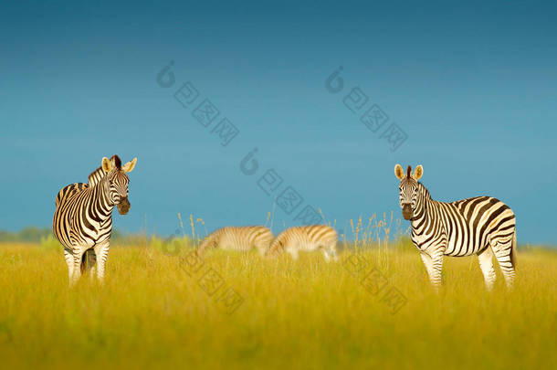 蓝色风暴天空斑马。波切尔的斑马, 斑驴 burchellii, 纳赛泛国家公园, 博茨瓦纳, 非洲。野生动物在绿色草地上。野生动物自然.