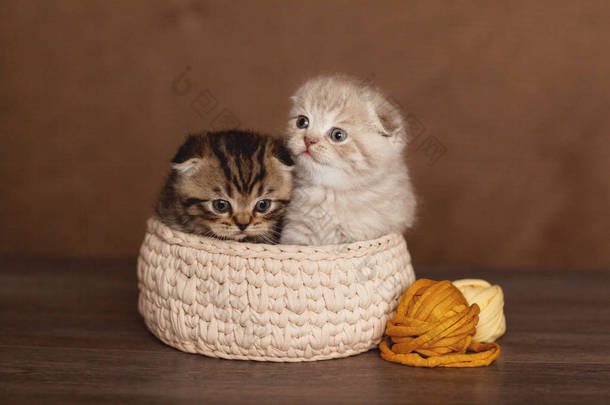 可爱的英国小猫美丽的颜色窥视出米色篮子
