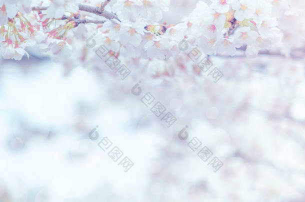 樱花在春天开花作为背景或复制文字的空间  