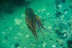 潜水和水下摄影，章鱼在水下的自然栖息地.