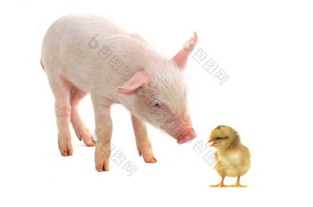 鸡和猪