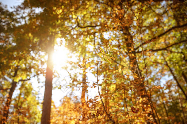 日照，秋天公园里黄绿相间的树木 
