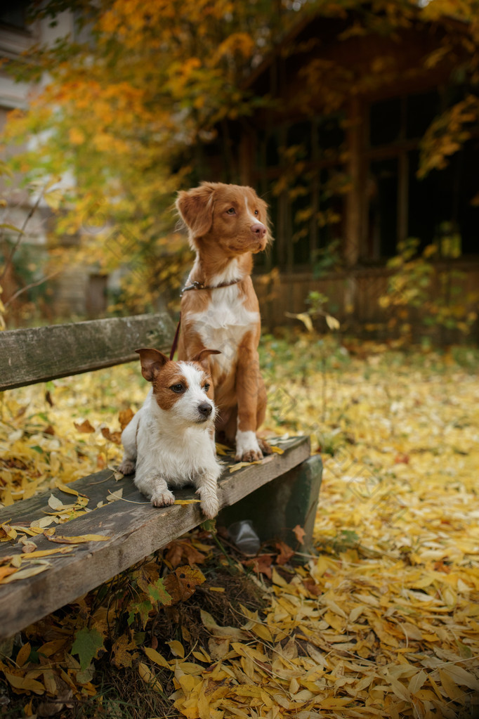 新斯科舍省鸭寻回犬的犬种和杰克罗素梗犬