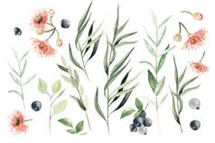 水彩桉树套装。手绘桉树元素和浆果。白色背景上的花卉插图。用于设计和纺织.