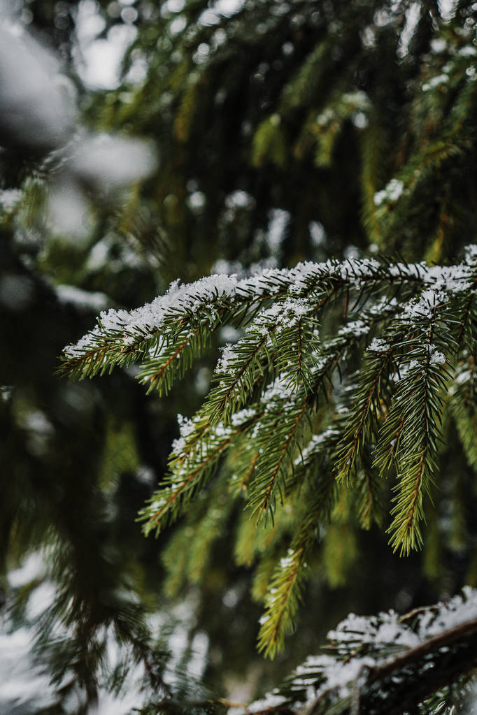 冬天云杉枝条上的雪