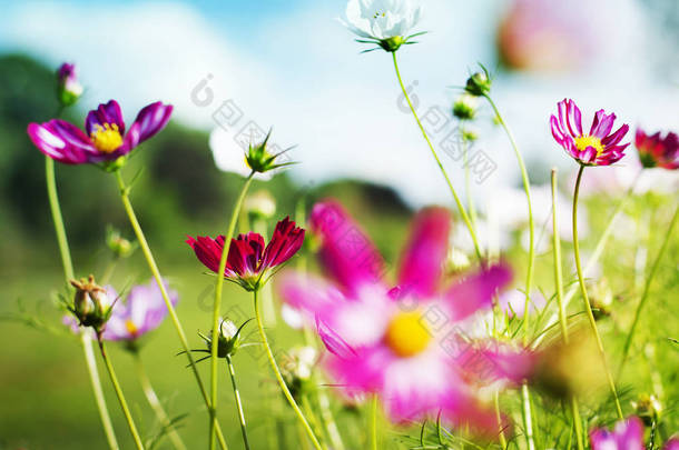 在草地上的田野<strong>花卉</strong>特写镜头白天 