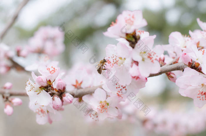 春天的樱花盛开在花园里桃花