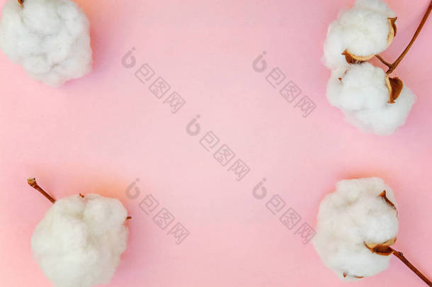 美丽的<strong>白色</strong>棉花花在粉红色粉彩彩色纸平躺背景。布料柔软天然有机农场过敏概念