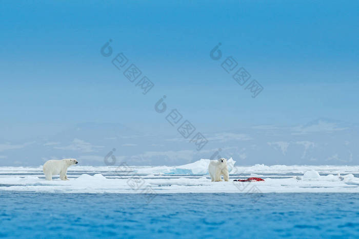 两只北极熊在漂流冰边缘与雪和血海豹在斯瓦尔巴特群岛海。白色大动物在自然栖所, 欧洲。大自然的野生动物场景。危险的熊在冰上行走.