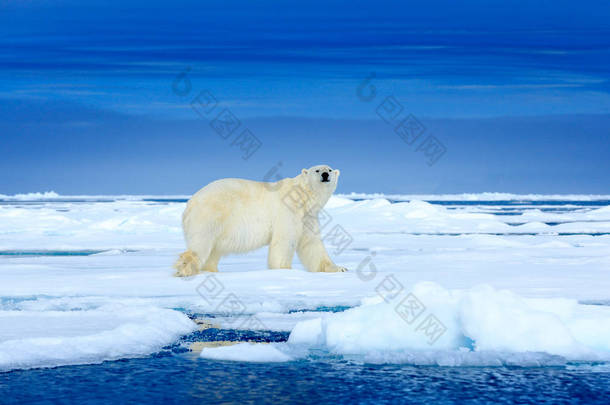 冰上的北极熊两只熊喜欢在漂流的冰上与雪，白色动物在自然栖息地，斯瓦尔巴德，挪威。动物在<strong>雪地</strong>里<strong>玩耍</strong>，北极野生动物。有趣的图像在自然界.