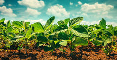 stuning 夏云背景下生长在栽培农田的小大豆植株