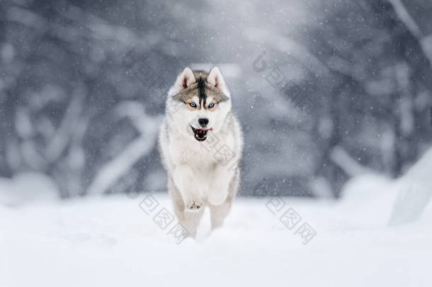 西伯利亚哈士奇犬<strong>冬季</strong>在户外奔跑
