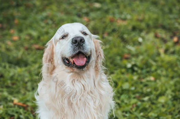 可爱的猎犬狗显示舌头出来, 看着相机, 而坐在草地上公园