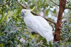 硫磺鹦鹉坐在树枝上。它认为, 在澳大利亚, 新几内亚和一些印度尼西亚群岛的树木繁茂的栖息地发现了高度智能的鸟.