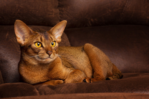 棕色的沙发上躺着的平静纯种阿比西尼亚猫