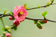 日本樱花