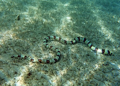 背负在红海珊瑚礁蛇鳗