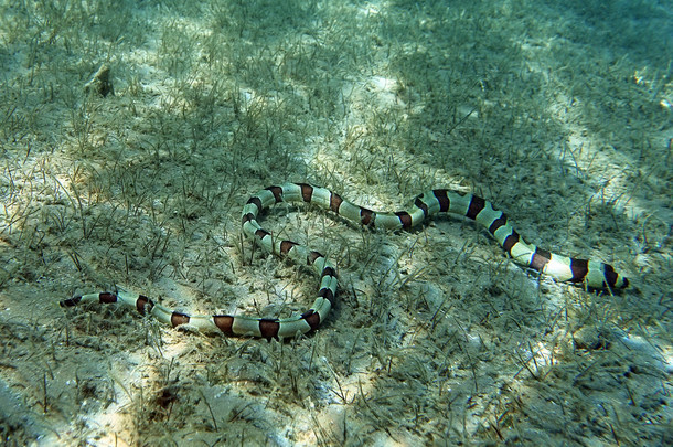 背负在红海珊瑚<strong>礁</strong>蛇鳗