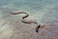 斑的蛇鳗