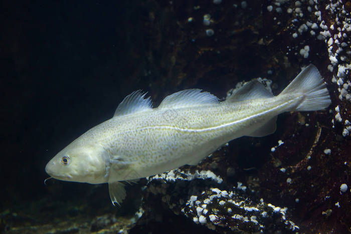 在水族馆的大西洋鳕鱼