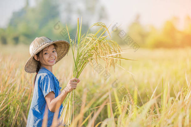 亚洲儿童农民在黄稻田在早上