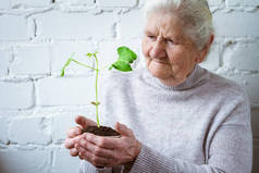 世界环境日和拯救环境的概念, 志愿者妇女持有植物生长, 树苗