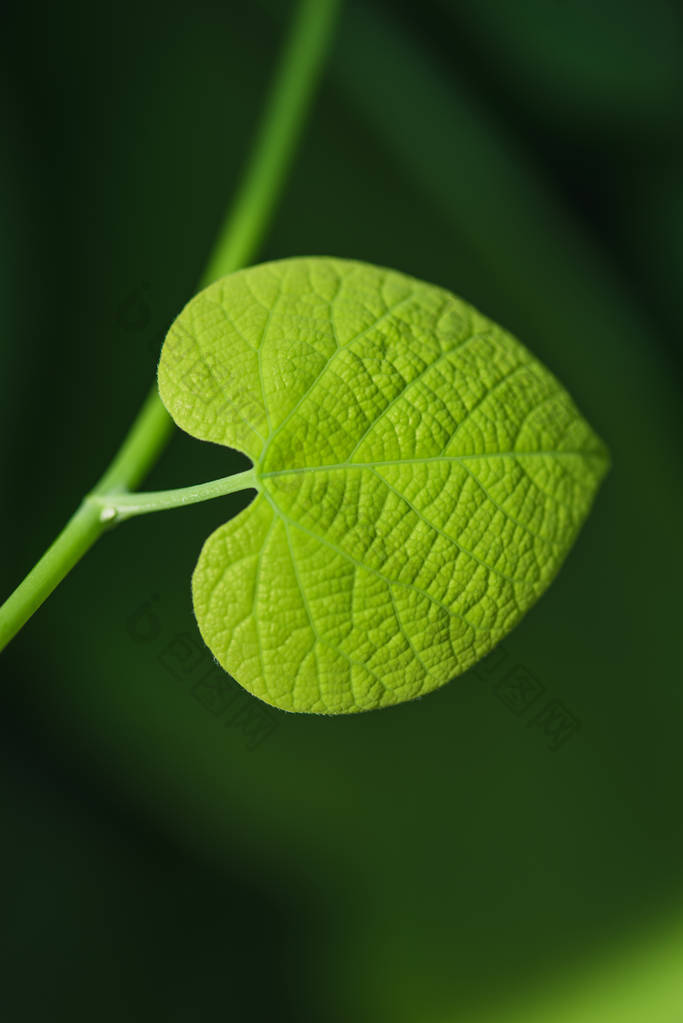 绿色植物叶子以心脏的形式