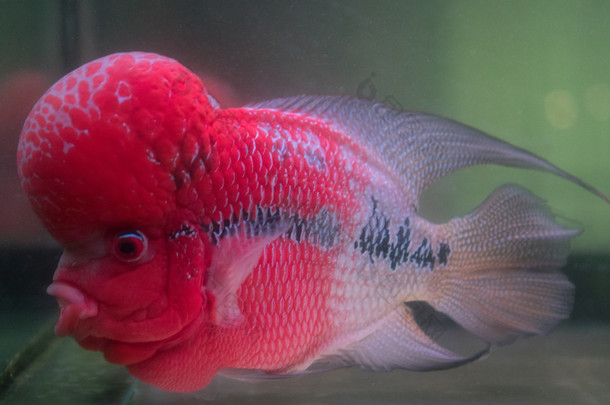 花角陈词滥调鱼在水族馆